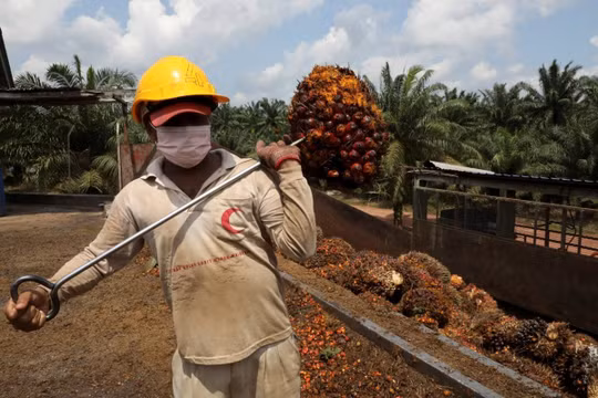 Malaysia liên tục nhắc đến dầu cọ trong các bài đăng hài hước trực tuyến để phản hồi bức ảnh chụp từ không gian của Đại sứ quán Mỹ gần đây, nhấn mạnh rằng đất nước này có dầu cọ chứ không phải dầu thô. Ảnh: Reuters.