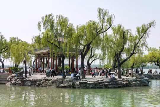 Bắc Kinh có số lượng cây liễu và cây dương cao bất thường. Ảnh: Shutterstock.