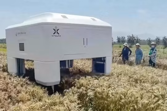 Hình ảnh hoạt động của robot nguyên mẫu do Đại học Nông nghiệp Sơn Đông thiết kế được ghi lại trong một đoạn video chụp màn hình. Ảnh: Báo Dazhong Daily.
