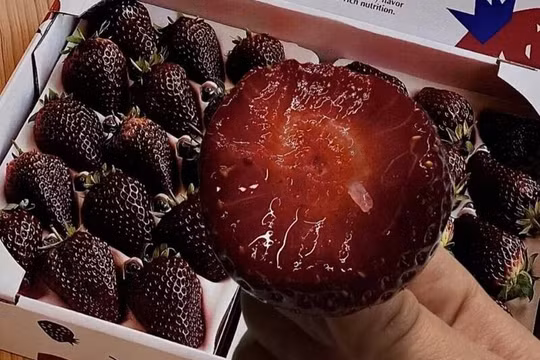 Dâu "Hắc trân châu" có màu đen đặc biệt và vị ngọt đặc biệt. Ảnh: OC.