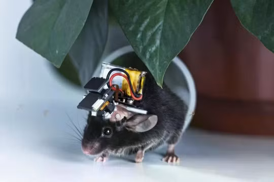 Một con chuột được gắn thiết bị Airscope, thiết bị có khả năng theo dõi hàng ngàn tế bào não cùng một lúc. Ảnh: ĐH Thanh Hoa.