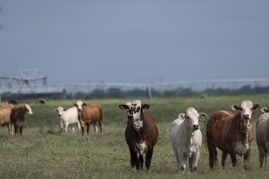 Đàn bò đang gặm cỏ trên một cánh đồng ở La Pryor, Texas, Mỹ vào ngày 6/6. Ảnh: Getty.
