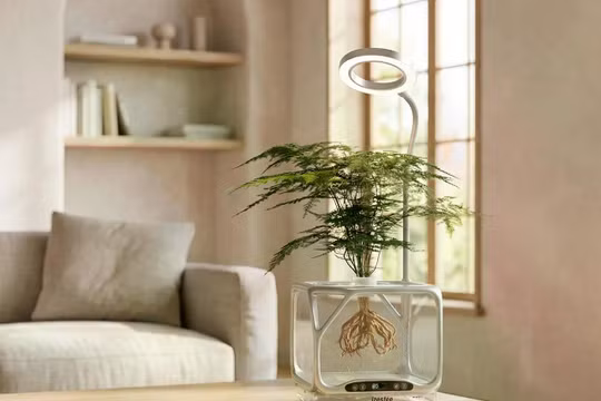 Chậu cây trong suốt mang lại trải nghiệm độc đáo. Ảnh: OC.