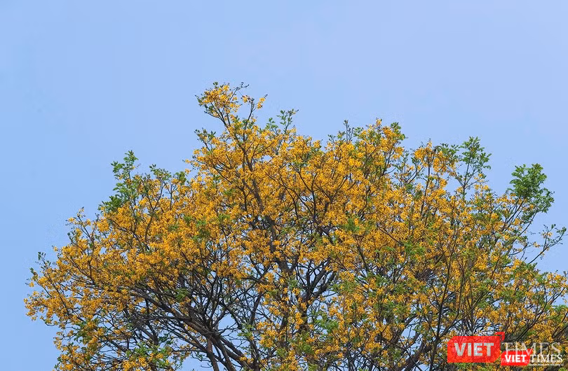 Vàng rực cả góc rừng Vàng rực cả góc rừng