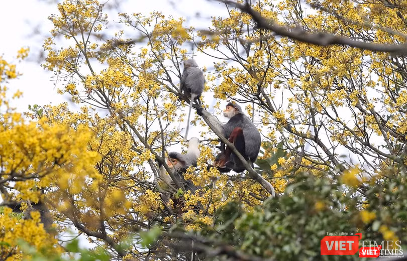Cả đàn voọc say sưa bên hoa vàng Cả đàn voọc say sưa bên hoa vàng