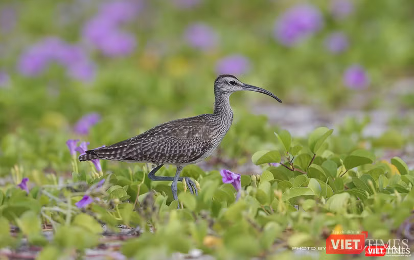 Một cá thể choắt mỏ cong nhỏ đang kiếm ăn trong những bụi hoa muống biển dưới chân núi Sơn Trà Một cá thể choắt mỏ cong nhỏ đang kiếm ăn trong những bụi hoa muống biển dưới chân núi Sơn Trà