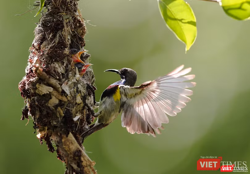 Hút mật họng tím - tên khoa học Olive Backed Sunbird, loài hút mật đặc hữu ở Sơn Trà Hút mật họng tím - tên khoa học Olive Backed Sunbird, loài hút mật đặc hữu ở Sơn Trà