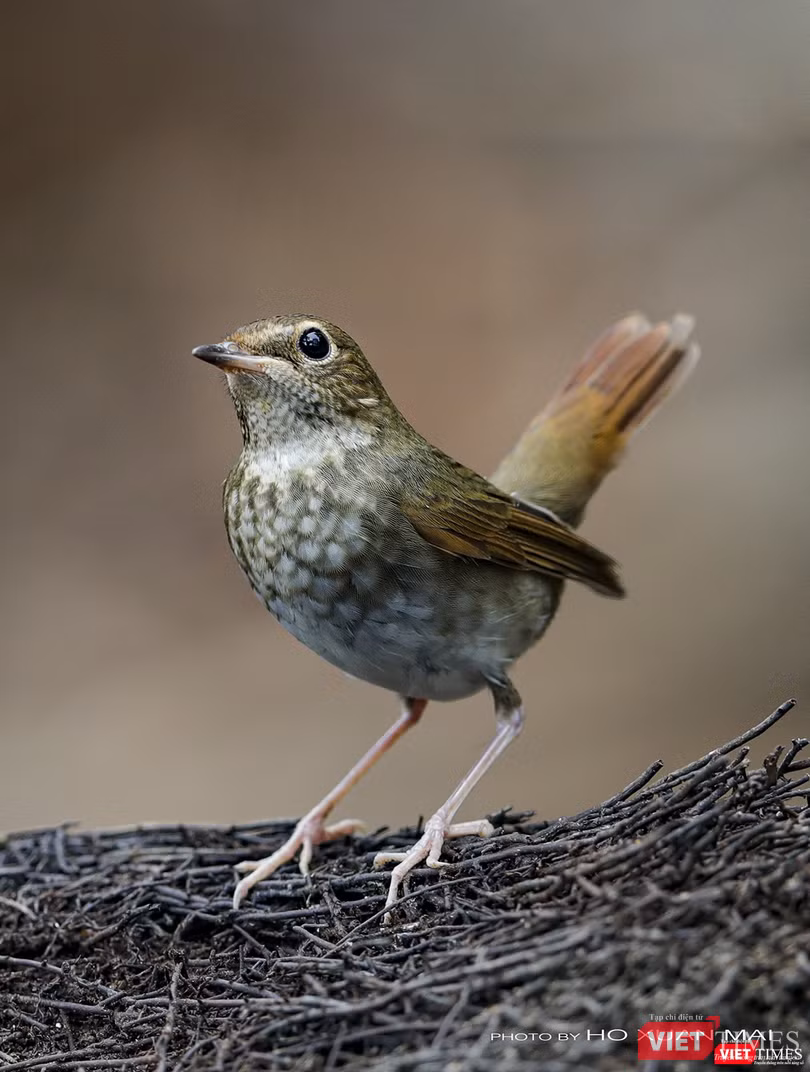 Chim oanh cổ trắng - tên khoa học Rufous-tailed Robin Chim oanh cổ trắng - tên khoa học Rufous-tailed Robin