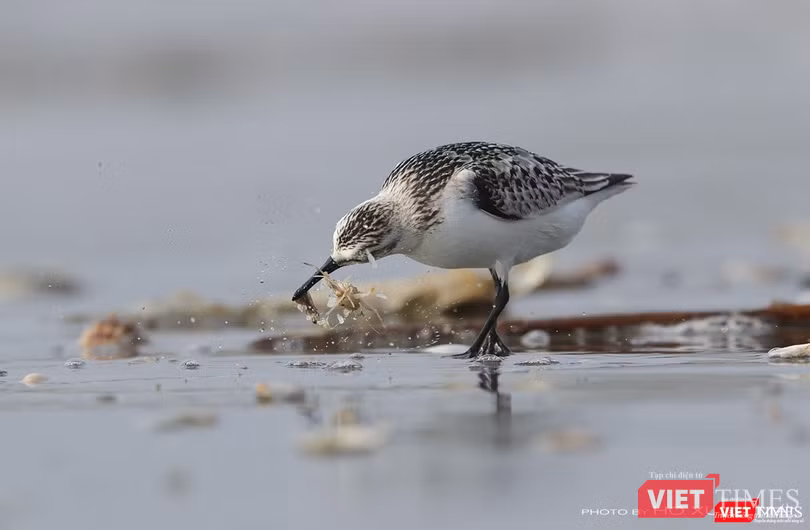 Một cá thể giẻ cổ xám kiếm ăn tại khu vực bãi biển dưới chân núi Sơn Trà Một cá thể giẻ cổ xám kiếm ăn tại khu vực bãi biển dưới chân núi Sơn Trà
