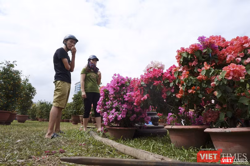 Lưỡng lự chọn hoa