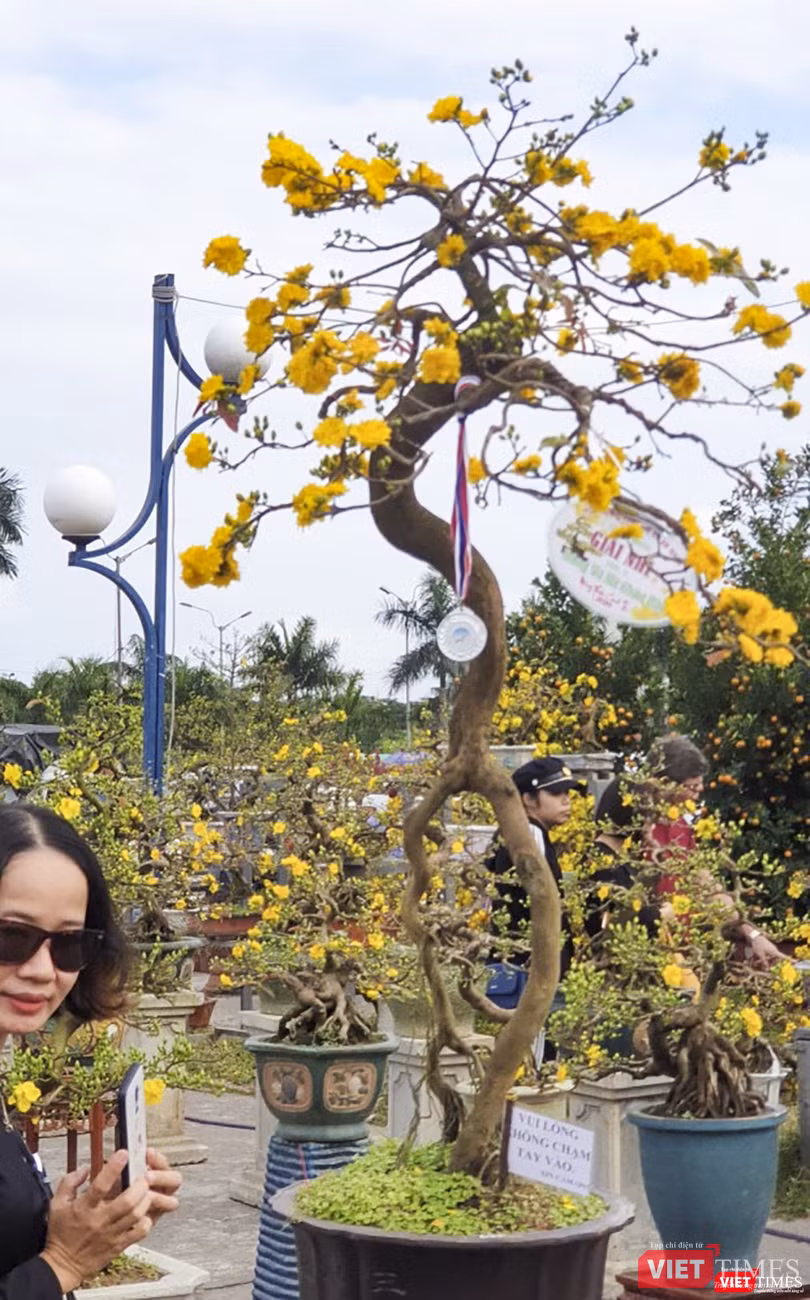 Một cội mai già với dáng thế "vũ nữ thân gầy" xuất hiện tại chơ hoa xuân
