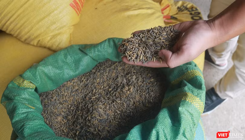 Lúa của người dân thôn Phước Thuận – Phước Hậu (xã Hoà Nhơn, huyện Hoà Vang, TP Đà Nẵng) bị chuyển màu đen do nhiễm than