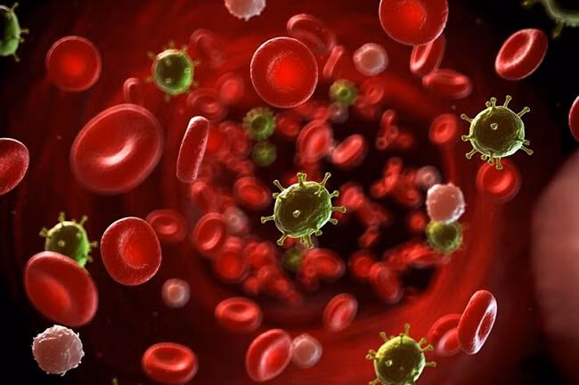 Nhiễm trùng huyết xảy ra khi virus, vi khuẩn, nấm, ký sinh trùng xâm nhập vào máu (ảnh BVCC)