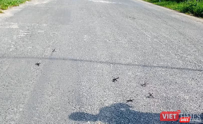 Đinh gai vương vãi trên đường