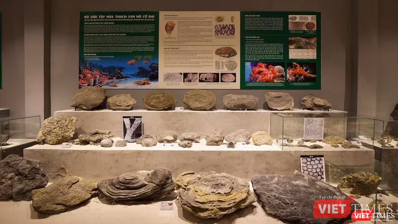 Bộ sưu tập hoá thạch san hô cổ đại