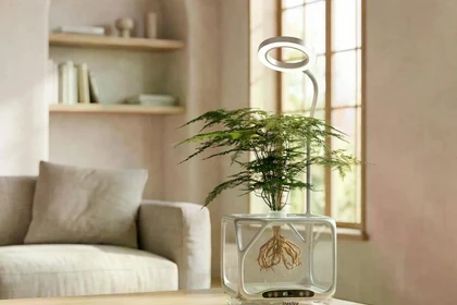 Chậu cây trong suốt mang lại trải nghiệm độc đáo. Ảnh: OC.