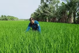 Canh tác lúa thông minh, tiền đề cho chuyển đổi số nông nghiệp