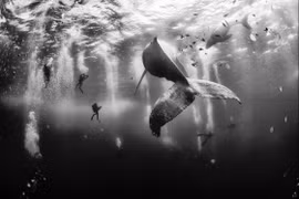 Bức ảnh đoạt giải nhất của tác giả Anuar Patjane - Ảnh: National Geographic