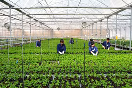 Để triển khai gói tín dụng 100.000 tỷ đồng cho NNCNC cần sự vào cuộc quyết liệt của các bộ, ban, ngành liên quan