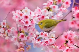 Mùa hoa anh đào Nhật Bản