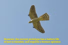 Chim ưng RobotFalcon bay xua đuổi bầy chim. ẢnhVideo New Scientist.