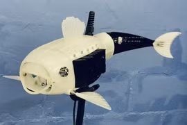 Cá robot lọc vi nhựa. Ảnh Interesting Engineering