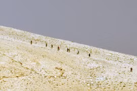 Lực lượng Tigers giành được núi Tal SyriaTel, Tây Palmyra (video)