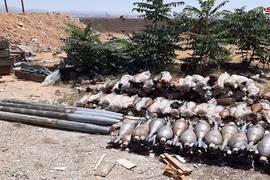 Các vỏ đạn súng cối thị thu gữ trên đia phận tỉnh Homs. Ảnh minh họa SANA