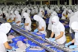 Thu hoạch cá tra, phục vụ chế biến xuất khẩu tại ĐBSCL