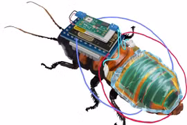  Con gián cyborg. Ảnh SciTechDaily.
