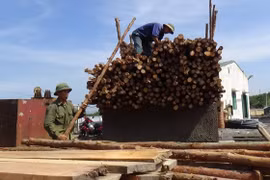 Nhiều xe gỗ được chở đến để các công nhân mang vào chống hầm lò