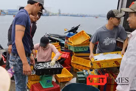 Các loại thủy sản khai thác nhập vào cảng cá trên địa bàn, chủ tàu cá trước khi đưa thuỷ sản lên cảng cá để tiêu thụ phải thực hiện khai báo về nguồn gốc, xuất xứ thủy sản khai thác; xuất trình sổ nhật ký khai thác thuỷ sản cho Ban quản lý chợ 