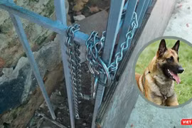 Con chó thuộc giống Malinois thường bị xích ở chuồng sắt sau nhà.
