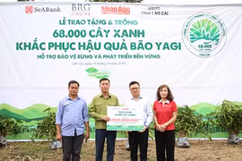 SeABank và Tập đoàn BRG chung tay trồng 68.000 cây phủ xanh gần 20ha rừng tại Lào Cai