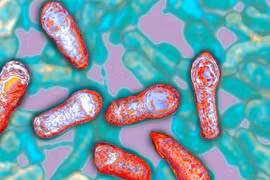 Độc chất thần kinh Botulinum sản sinh từ vi khuẩn Clostridium botulinum (Ảnh: NPR)