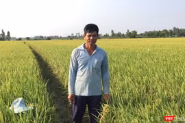 Một người nông dân trồng lúa ở An Giang kể về những ảnh hưởng trực tiếp của COVID-19 và suy thoái kinh tế tới gia đình ông. Ảnh: Nguyễn Đức Ninh.