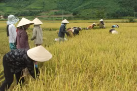 Ảnh minh họa (Nguồn: Internet)