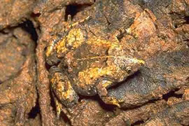 Ảnh mình họa
