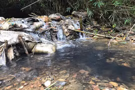 Ô nhiễm nguồn nước đầu nguồn Sông Đà gây ảnh hưởng nghiêm trọng tới chất lượng nước cung cấp cho người dân Hà Nội.