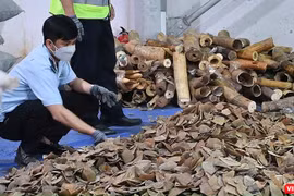 Lực lượng Hải quan Đà Nẵng đang kiểm đếm số lượng ngà voi và vảy tê tê trong lô hàng nhậu lậu từ Nigeria về cảng Tiên Sa (Đà Nẵng).