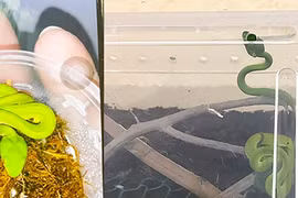 Thú cưng là rắn lục đuôi đỏ do người nhà bệnh nhân nhi cung cấp (ảnh bệnh viện cung cấp)