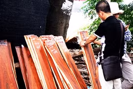 Một thương lái Trung Quốc đang ký tên mình vào các tấm gỗ đã chọn mua tại chợ gỗ làng Đồng Kỵ, Từ Sơn, Bắc Ninh. Ảnh: THỤY CHÂU