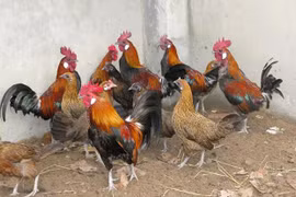 Gà rừng thuần chủng đang được nuôi với số lượng hàng ngàn con tại Hòa Bình