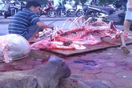 Một "đồ tể" đang lọc mỡ, gân lợn sề chuẩn bị tẩm ướp thành thịt bò.