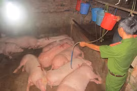 Người ăn phải thịt còn tồn dư thuốc an thần dễ bị rối loạn giấc ngủ (Ảnh lợn bị tiêm thuốc an thần: Báo Đồng Nai)