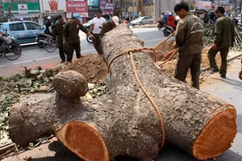 Hà Nội đang rầm rộ mở chiến dịch đốn hạ cây xanh