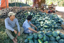 Dưa Tết Bình Thuận bán đổ đống ven đường do thương lái không thu mua. Ảnh: Tư Huynh