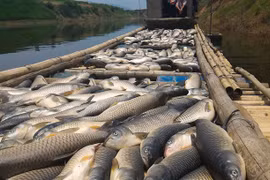 3 ngày qua, nguồn nước sông Bưởi bị ô nhiễm nặng khiến rất nhiều loài thủy sản chết bất thường. Sáng 7/5, nhiều tấn cá lồng của người dân các xã Thành Mỹ, Thành Vinh, Thạch Cẩm... (Thạch Thành, Thanh Hóa) tiếp tục chết.