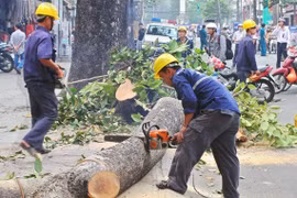Việc đốn hạ cây xanh của Hà Nội đã vấp phải phản ứng quyết liệt từ người dân và dư luận