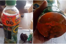 Chai trà xanh Không độ có ruồi do anh Trần Ngọc Quý cho nhân viên chăm sóc khách hàng của Tân Hiệp Phát xem.